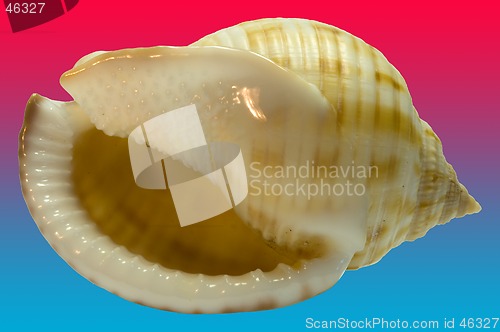 Image of Shell with blue red Bg.