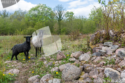 Image of Curious sheep in a farmland