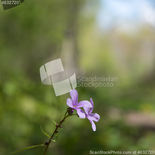 Image of Coralroot closeup