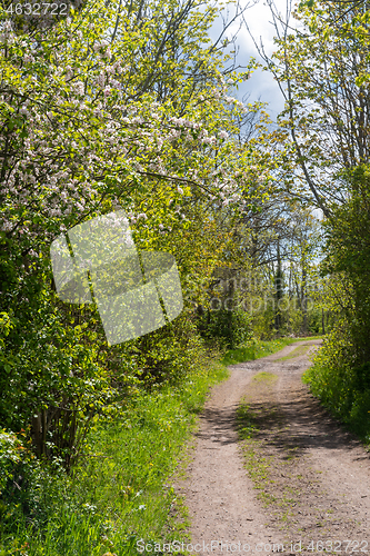 Image of Country road in spring season