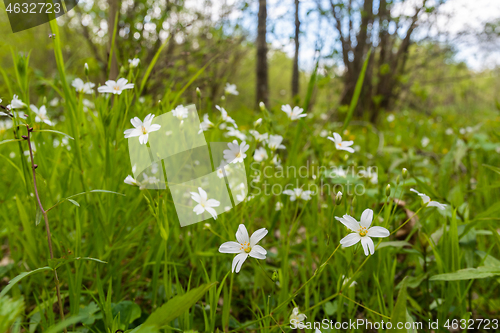 Image of Beautiful Starwort flowers