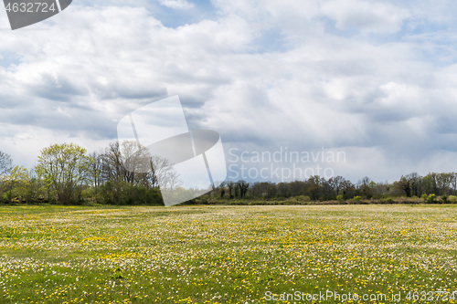 Image of Big field with Dandelions 