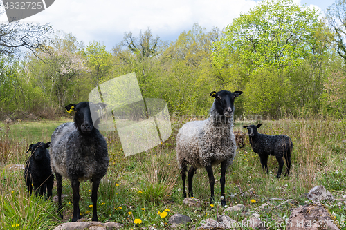 Image of Curious sheep with lambs