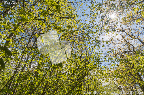 Image of Bright green branches in spring season