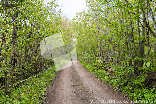 Image of Country road in leafing season