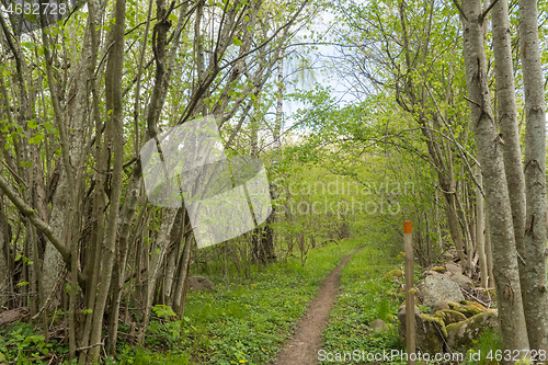 Image of Marked footpath in leafing season