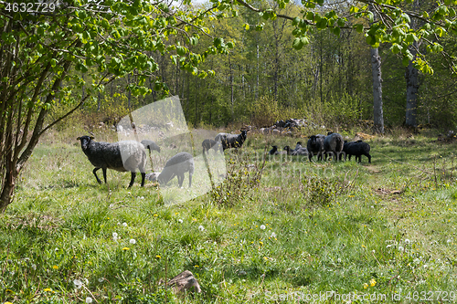 Image of Herd with sheep in a green meadow
