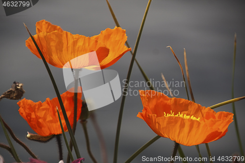 Image of Red poppy blossoms