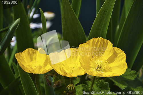 Image of Yellow poppy blossoms