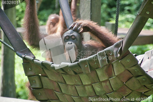 Image of Borneo-Orang-Utan