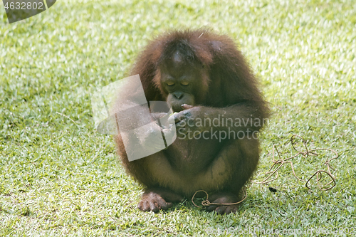 Image of Borneo-Orang-Utan