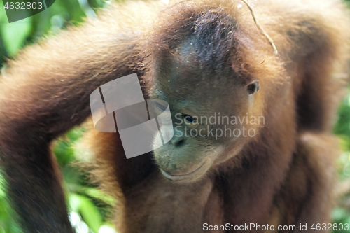 Image of Borneo-Orang-Utan