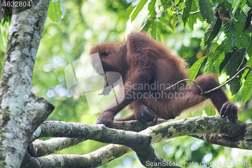 Image of Borneo-Orang-Utan