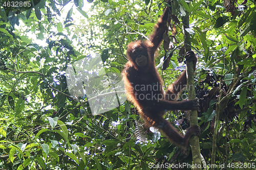 Image of Borneo-Orang-Utan