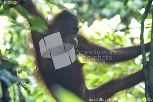 Image of Borneo-Orang-Utan