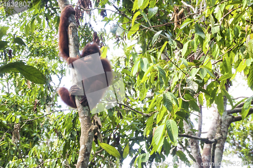 Image of Borneo-Orang-Utan