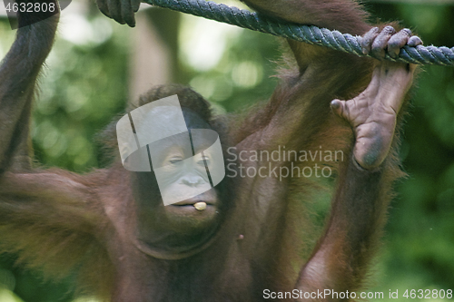 Image of Borneo-Orang-Utan