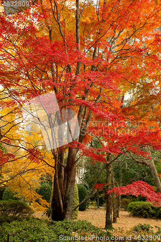 Image of Beautiful deciduous trees in full colour in Autumn