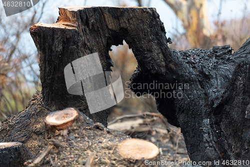 Image of Burnt hollow tree felled after bushfires in Australia