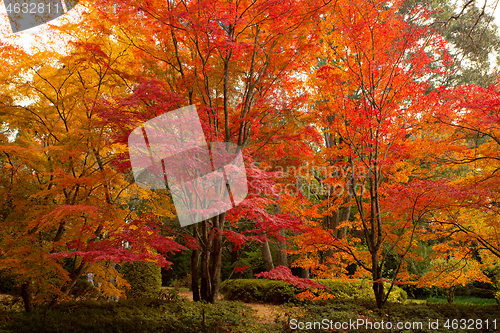 Image of The trees ablaze in colours of Autumn