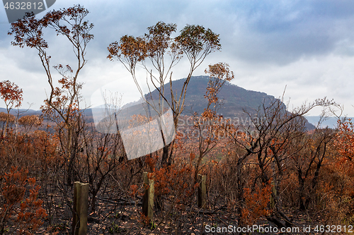 Image of After bush fires in Australia