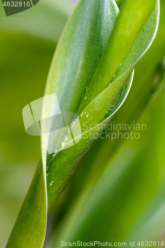 Image of Lily of the valley leaves