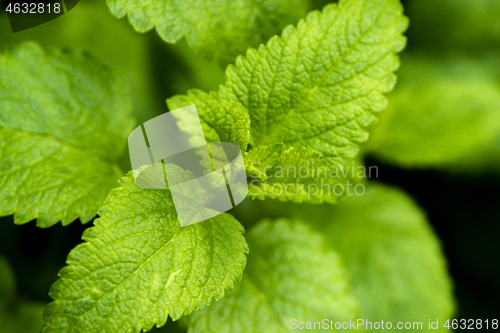 Image of Lemon balm leaves