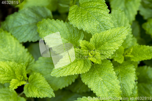 Image of Lemon balm leaves