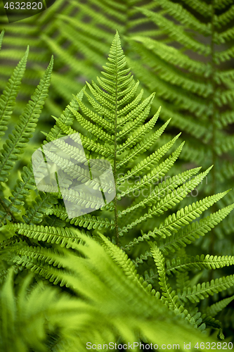 Image of Fern leaf in late spring