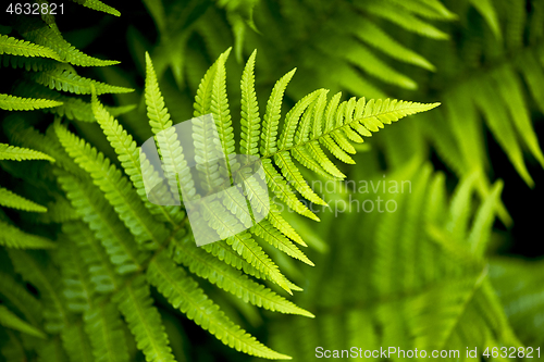 Image of Fern leaf in spring