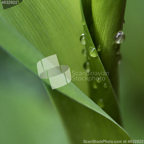 Image of Leaves of lily of the valley