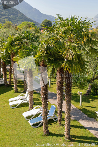 Image of Palm Trees Garden