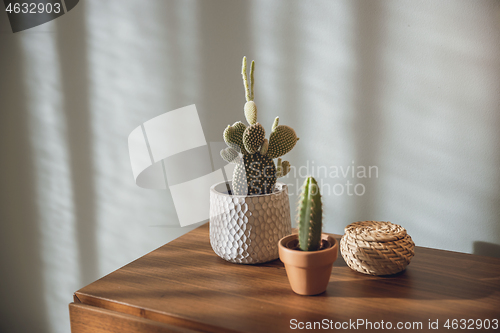 Image of Cactus Plants decoration