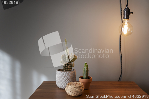 Image of Cactus Plants decoration