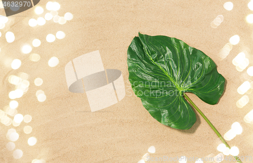 Image of green tropical leaf on beach sand