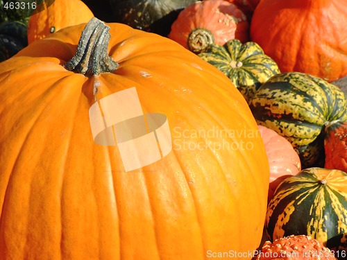 Image of Mixed pumpkins