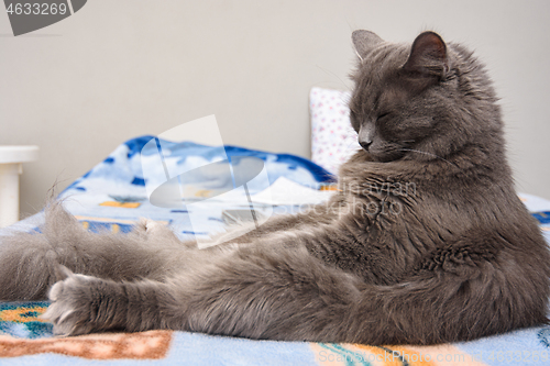 Image of Fluffy grey cat sleeps sitting on bed like a man