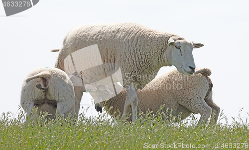 Image of Little lamb drinking