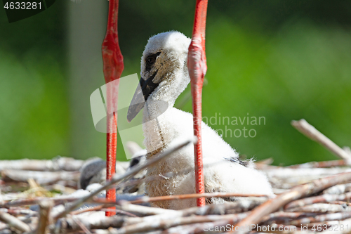 Image of Chick of a white stork sitting on a nest