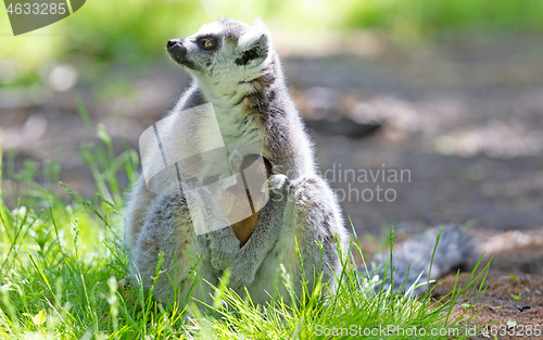 Image of Ring-tailed lemur with a baby