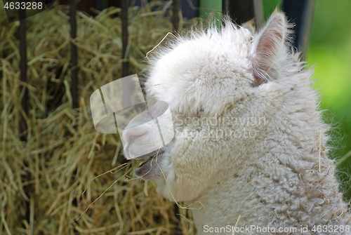 Image of Fluffy white alpaca head