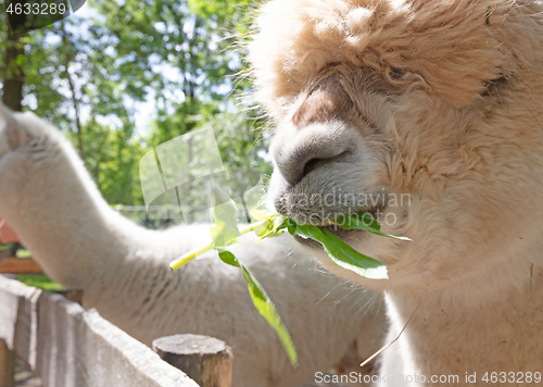 Image of Fluffy brown alpaca head