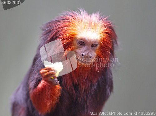 Image of Golden lion tamarin / golden marmoset - red monkey