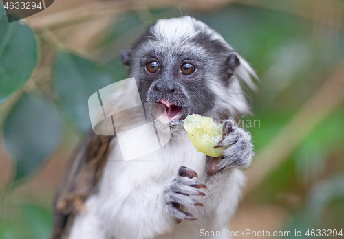 Image of Black and white color small monkey Oedipus Tamarin