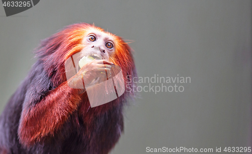 Image of Golden lion tamarin / golden marmoset - red monkey