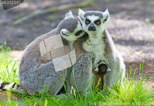 Image of Ring-tailed lemur with a baby