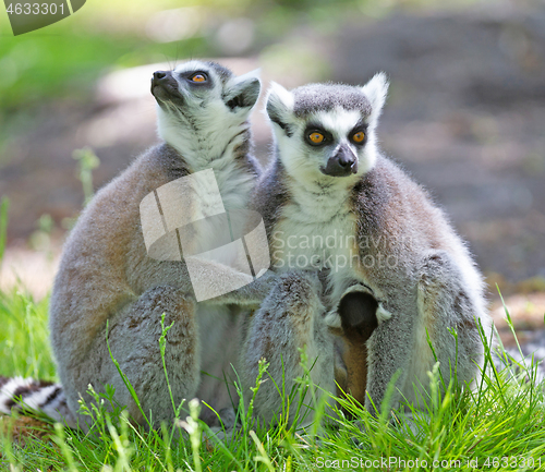 Image of Ring-tailed lemur with a baby