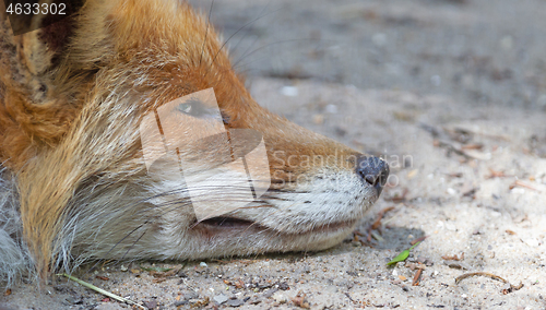 Image of Close up of a Red fox sleeping