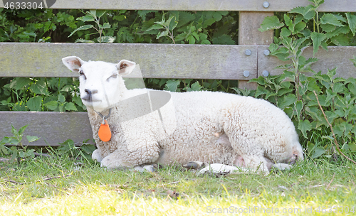 Image of Sheep resting next to a wooden fence