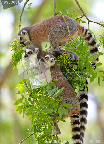 Image of Ring tailed lemur (Lemur catta)